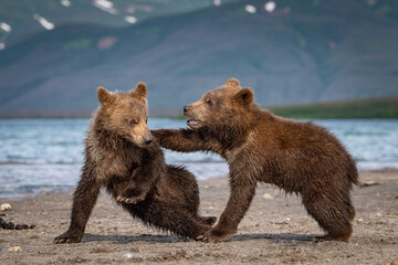 Obraz premium Energetic Brown Bear Cubs (Ursus arctos) Engaging in Playful Antics by a Sparkling Lakeshore with Scenic Mountains in the Background