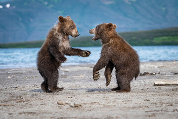 Two Brown Bear Cubs (Ursus arctos) Playfully Sparring on a Sandy Lakeshore with Majestic Mountains Looming in the Background © Petr Šimon