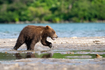 Brown Bear Cub (Ursus arctos) Exploring a Rocky Lakeshore, Displaying Its Adventurous Spirit in a...