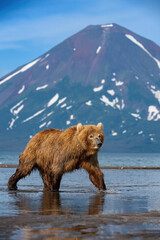 Brown Bear (Ursus arctos) Strolling Through a River with Majestic Mountain Peaks in the Distance, Embodying the Power and Freedom of the Wilderness