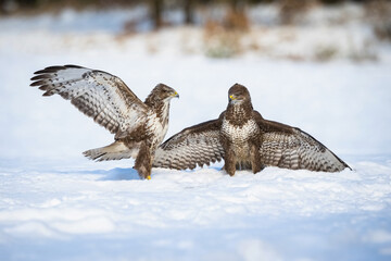 Common Buzzards (Buteo buteo) Engaging in a Tactical Display of Strength and Rivalry in a Snowy...