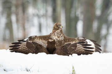 Common Buzzard (Buteo buteo) Spreading Its Wings in a Snow-Covered Forest, Displaying Confidence...
