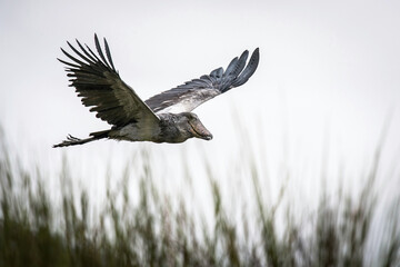 Fototapeta premium Shoebill Stork (Balaeniceps rex) captured flying gracefully above wetland grasses, its expansive wings extended, embodying both strength and elegance in a tropical wilderness.
