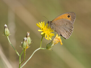 Motyl przestrojnik jurtina (Maniola jurtina) na żółtym kwiatku na łące © Nature Observatory