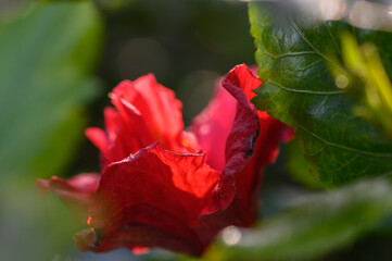 Vibrant red flower blooms amidst lush greenery in a sunlit garden during a serene afternoon