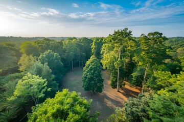 aerial view of a dense green forest under a clear sky highlighting the beauty of untouched natural landscapes and ecosystems