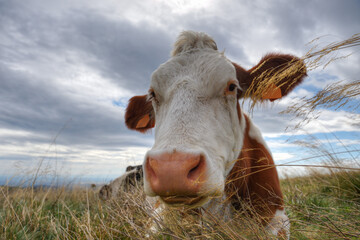 Young cow relaxes laying in long grass in an Alpine meadow