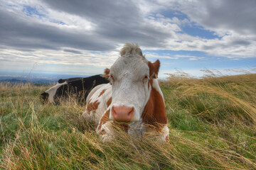 Young cow relaxes laying in long grass in an Alpine meadow