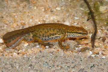 Obraz premium Close-up on a male European Palmate newt, Lissotriton helveticus underwater