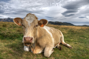Close-up portrait of a young cow sitting in an Alpine meadow.