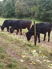 A herd of black cows standing on a dry grass covered field