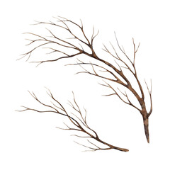 Obraz premium Brown dry branch of brown color. Hand drawn watercolor botanical illustration of tree. Suitable for design, cards or posters of autumn holidays, Thanksgiving, Halloween, for alchemy, witchcraft