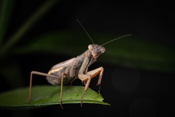 Close-up of a mantis perched on a curved leaf. The mantis is sharply focused against a dark background, emphasizing its form and posture