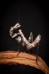 Close-up of a mantis perched on a curved leaf. The mantis is sharply focused against a dark...