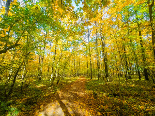 Obraz premium Gorgeous autumn golden forest. The view from the inside.