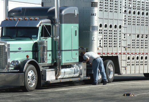 Driver of livestock hauler performs pre trip inspection.