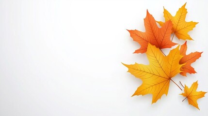 Fototapeta premium Vibrant Autumn Leaves on a Minimalist White Background