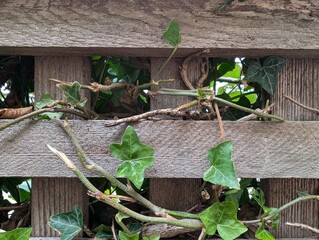 Common ivy wraps around a wooden fence