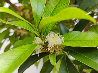 Fototapeta premium An isolated blossom of Araçá-do-campo (Psidium guineense Sw.), a smaller specie of the Brazilian guava tree. These fruits are commonly found in South America, specially in Brazil.