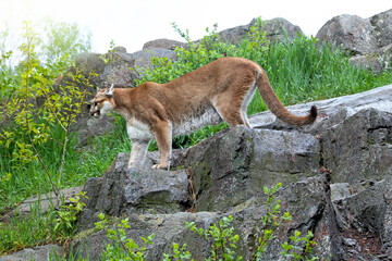 cougar standing on rocks in front of foliage in bush in Alberta Canada