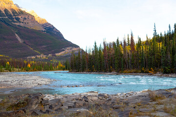 autumn river in the mountains of Jasper Alberta Canada, just above athabasca falls on bright day