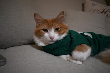 Orange cat with a green sweater