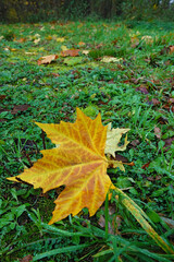 Yellow Maple Leaf on Green Grass in Autumn