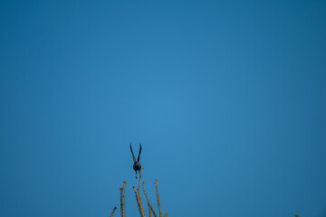 Jackdaw Taking Flight from Tree