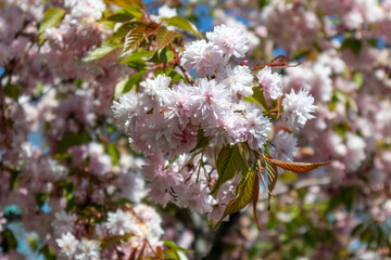 Blooming Pink Sakura Cherry Blossoms in Spring Sunlight