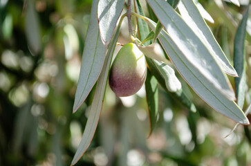 single olive