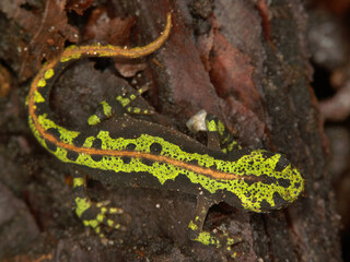 Dorsal closeup on a juvenile endangered green French marbled newt, Triturus marmoratus