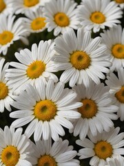 Fototapeta premium Chamomile Petals in Focus