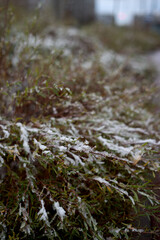 photo Frost-kissed leaves with delicate ice crystals creating a wondrous natural display, capturing the fleeting beauty of winter's first embrace in a serene outdoor setting