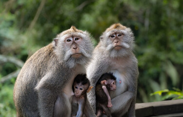 Monkey mothers with their childrens in Monkey sanctuari Ubud, Bali, Indonesia