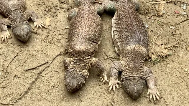 Arabian Spiny Tail Lizard.Sara Hardwick.Sinda Lizard Oil.The oil extracted from the spiny lizard treats a  including muscle and joint pain. An oil produced by boiling down body fat. Slowmotion Footage
