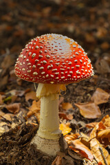close-up of a single red with white dotts fly agaric fungus