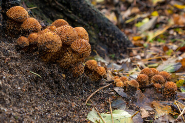 close-up of a group of shaggy scalycap fungus