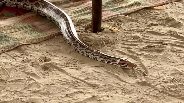 South African python (Python natalensis). A young Burmese python moving slowly along the ground, holding itself in place. A snake on the ground. Full lenght Python in pakistan. Beautiful 4k Footage.