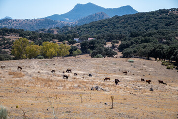 Summer in national park la Sierra de Grazalema, Andalusian white villages touristic route in Spain