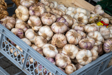 New harvest of fresh organic aromatic violet garlic on farmers market in small Piolenc village,...