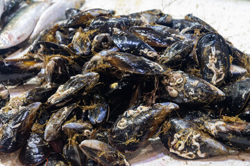 Large fresh live mussels freshly catched in Atlantic Ocean, at fish market in Andalusia, Spain