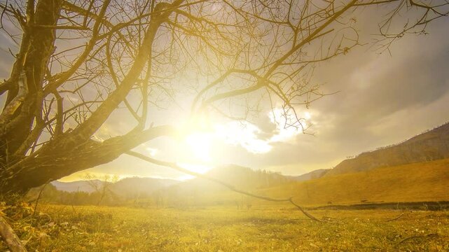 4K UHD time lapse of death tree and drought disaster, dry yellow grass and soil at mountian landscape with clouds and sun rays. Climate change, global warming and ecology problem concept. Horizontal