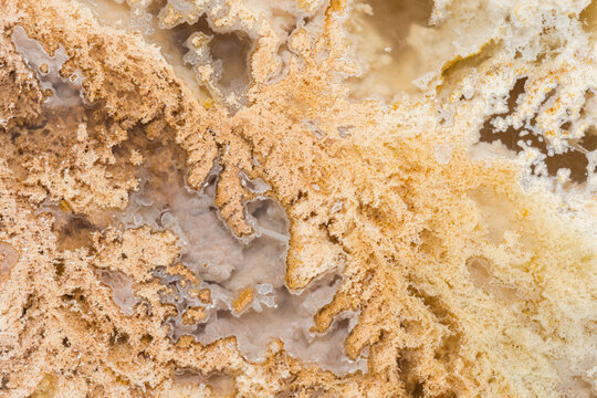 Macro Texture of Graveyard Point Plume Agate