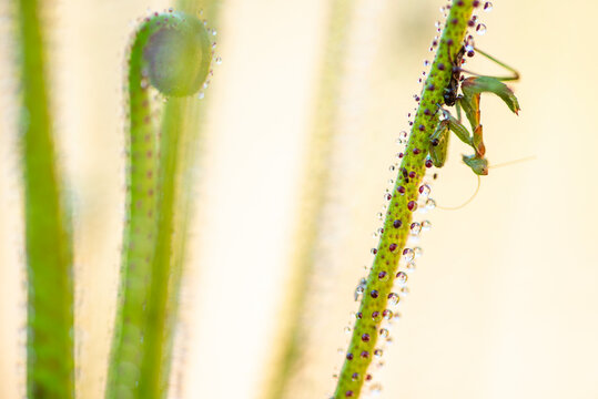 Close-up of Drosophyllum lusitanicum with Praying Mantis