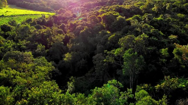 trees in the florest