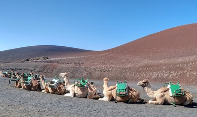 dromadaires dans le parc national de Timanfaya à Lanzarote	
