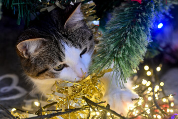Young cat in christmas tree