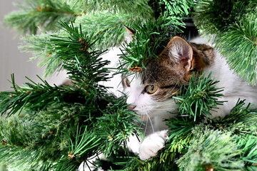 Young cat and christmas tree
