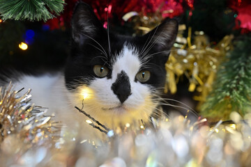 cat and christmas tree
