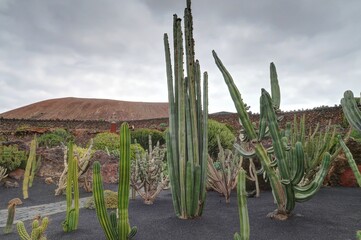 jardin de cactus à Lanzarote